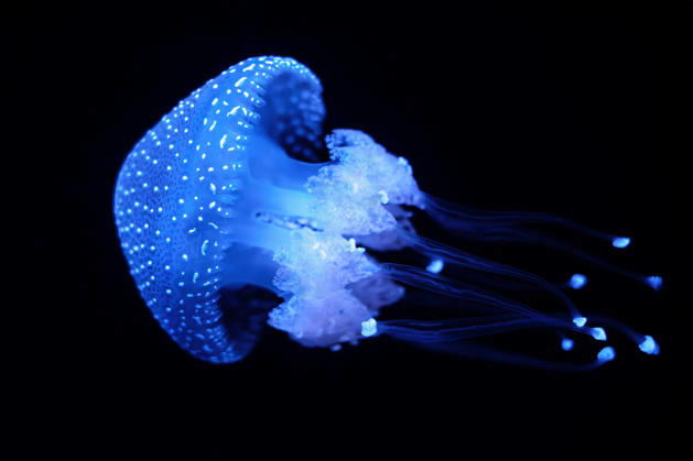 gepunktete wurzelmundqualle ** floating bell,australian spotted jellyfish,brown jellyfish,white-spotted jellyfish 58d-hgu