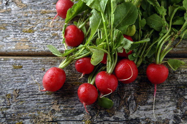 IMAGO Creative, Sommer, Food, Radieschen radieschen ** radish,radishs 647-frx