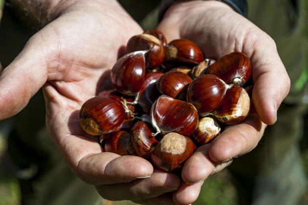 Hand holding fresh sweet chestnut on the Sentiero del Castagno, Lugano Tessin Schweiz Lugano EGBF01855