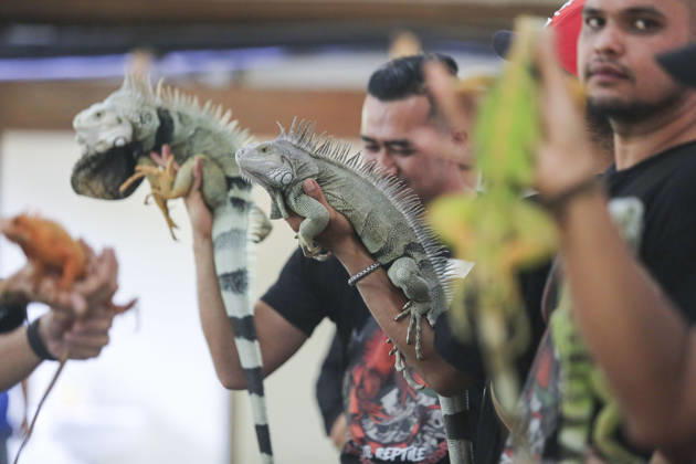 Iguana enthusiasts take part in reptile contest in Bogor BOGOR, INDONESIA - JUNE 6: Iguana enthusiasts participate in the Reptile Contest in Bogor, West Java, Indonesia, on June 6, 2026. The competition evaluated reptiles based on health, body proportions, color quality, and skin condition. Agoes Rudianto Anadolu Bogor Indonesia. Editorial use only. Please get in touch for any other usage.  Copyright: x2026xAnadoluxAgoesxRudiantox