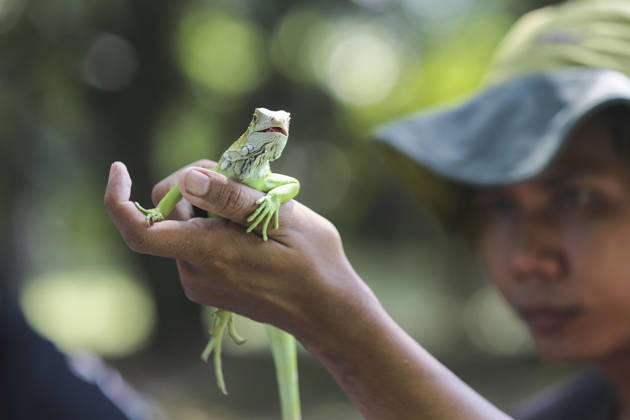 Iguana enthusiasts take part in reptile contest in Bogor BOGOR, INDONESIA - JUNE 6: A reptile enthusiast prepares an iguana for the Reptile Contest in Bogor, West Java, Indonesia, on June 6, 2026. The competition evaluated reptiles based on health, body proportions, color quality, and skin condition. Agoes Rudianto Anadolu Bogor Indonesia. Editorial use only. Please get in touch for any other usage.  Copyright: x2026xAnadoluxAgoesxRudiantox