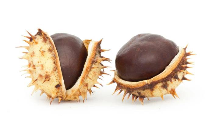 Chestnuts with shell white isolated Copyright: xdeyan_georgievx Panthermedia69041960.jpg