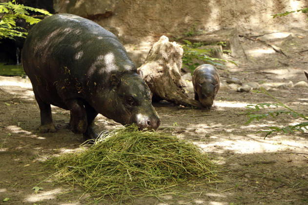 Pygmy hippos at a photo session on the occasion of the naming ceremony for the pygmy hippo cub Brötchen at Zoo Berlin Berlin, 10 06 2026 Foto:xA.xBuggex xFuturexImagex meiklokjes_6607