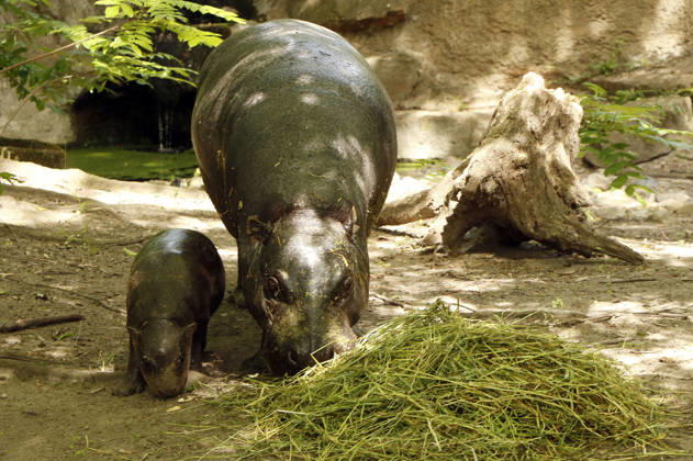 Pygmy hippos at a photo session on the occasion of the naming ceremony for the pygmy hippo cub Brötchen at Zoo Berlin Berlin, 10 06 2026 Foto:xA.xBuggex xFuturexImagex meiklokjes_6609