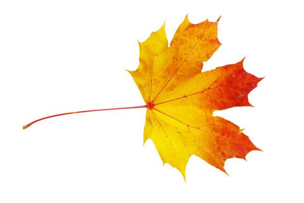 autumn maple leaf isolated on white background Copyright: xPakhnyushchyyx Panthermedia70725490.jpg