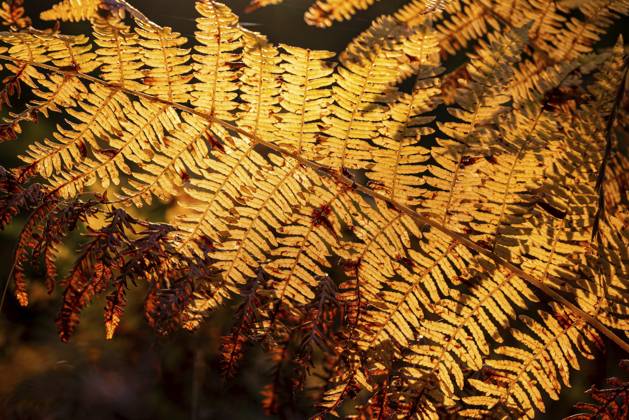 Herbstlicher Farnwedel im Gegenlicht leuchtet in goldenen und braunen Tönen, Deutschland Autumn fern frond in backlight glows in golden and brown tones, Germany Copyright: imageBROKER Hans-PeterxKliesch ibxdwo17194434.jpg