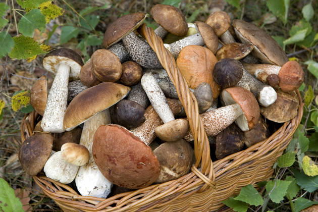 Gefüllter Korb mit frischen Herbstpilzen (Boletus scaber, aurantiacus, edulis) Full basket of fresh autumn mushrooms (Boletus scaber, aurantiacus, edulis) Copyright: imageBROKER phortcach ibxvak08205710.jpg