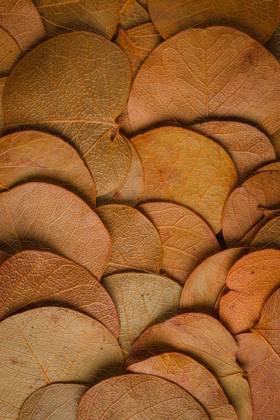 Autumn foliage texture background close up. Copyright: xhomydesignx Panthermedia71372786.jpg