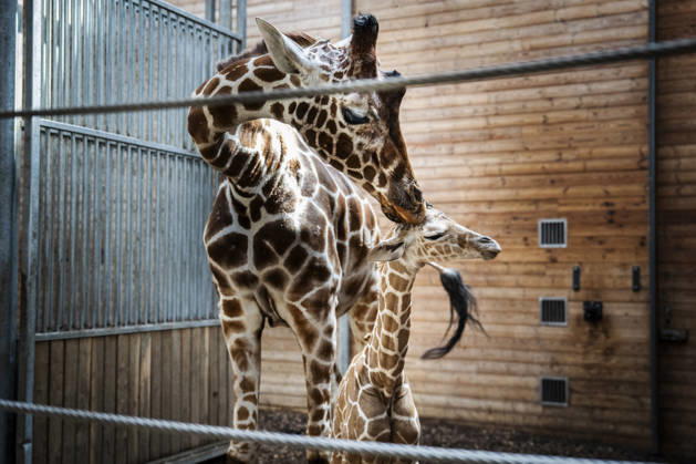 Giraffe Calf Born at Copenhagen Zoo A newborn giraffe calf in the stable with its mother at Copenhagen Zoo on Monday, June 22, 2026. The birth took place on Monday, June 22 in the morning. A giraffe is pregnant for about 15 months and gives birth to one calf, which at birth is almost two meters tall and weighs 50–60 kilos. Photo by Sebastian Elias Uth, Ritzau Scanpi  Copyright: SebastianxEliasxUthx spdk20260622-165929-L