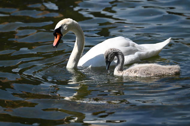 A swan swims with its cygnets—a swan family—in Duisburgs inner harbor on June 22, 2026,,detected_source_language