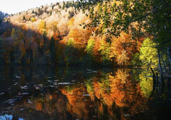 Luftaufnahme, farbenfrohe Baumtexturen im Herbst im Freien, Landschaftspanoramen, Reihen herbstlicher Bäume auf einem Hügel mit blauem Himmelshintergrund an sonnigen Tagen. BATETI.Georgia Aerial view colorful tree textures in autumn outdoors, Landscape panorama rows of fall trees on hill with blue sky background in sunny day.Bateti.Georgia Copyright: imageBROKER EvaldasxMikoliunas ibxemi17136642.jpg