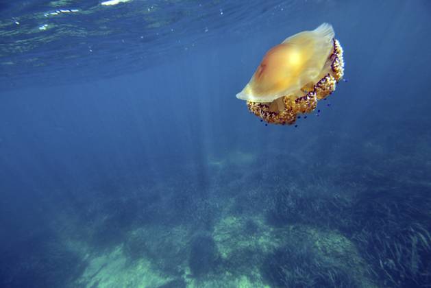 Eine Spiegelei Qualle (Cotylorhiza tuberculata), die unter der Wasseroberfläche schwebt, Mallorca, Balearen, Spanien A fried-egg-jellyfish (Cotylorhiza tuberculata) floating under the surface, Majorca, balearics, spain Copyright: imageBROKER MarkxBarrett ibxmkt18113259.jpg