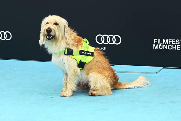 Film dog at the premiere of the ARD film *Chamäleon* at the 43rd Munich Film Festival 2026 at the University of Television and Film Munich, June 30, 2026 Foto:xB.xGillmannx xFuturexImagex chamaeleon_6601