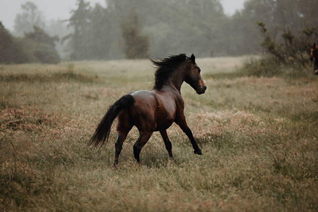 IMAGO Creative, Jahreszeit Sommer, Regen, Sommerregen Brown horse running through the rain on a summer field Dronningmølle, Denmark CR_CHBW260629A-2071357-01