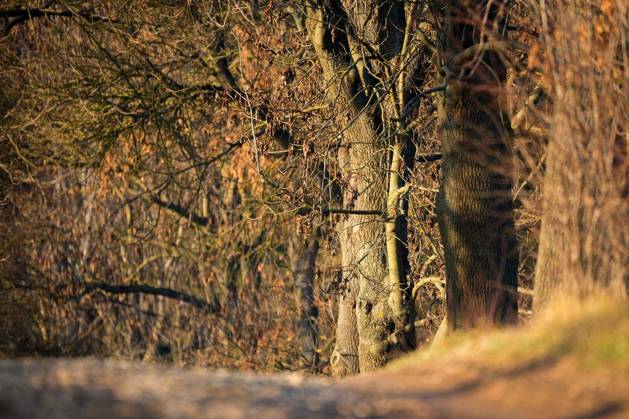 Winter landscape with forest in sunny day without snow, long lens photo Copyright: xartushx Panthermedia73114576.jpg