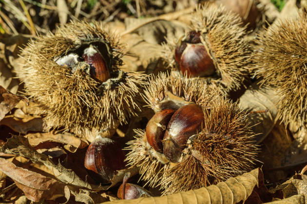 Fresh chestnuts in spiky burrs on autumn leaves in South Tyrol, ANSF01736