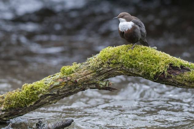 cinclus cinclus, dipper, wasseramsel, birds, passeri, singvögel, songbirds, vögel Cinclus cinclus, dippers, birds, passeri, songbirds, songbirds, birds Copyright: imageBROKER FrankxLeo ibxfkl18254328.jpg