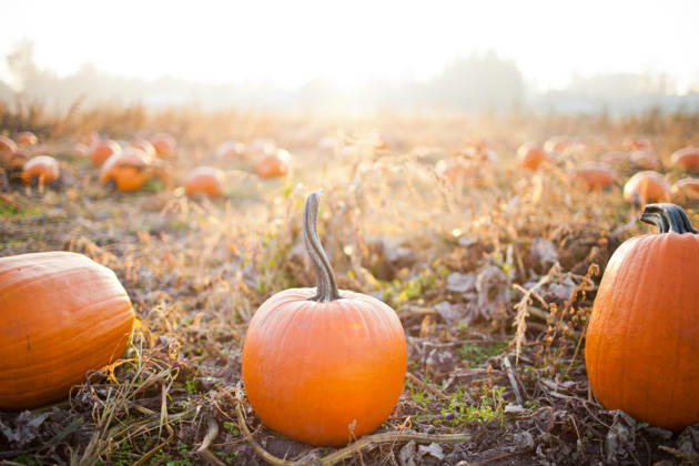 Pumpkins in a patch during golden hour Surrey, British Columbia, Canada CR_JDIP260701-2073428-01