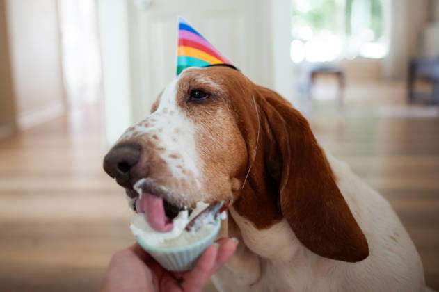 Basset hound dog wearing a party hat eats whip cream Grimes, Iowa, United States CR_LIPF260702-2074178-01