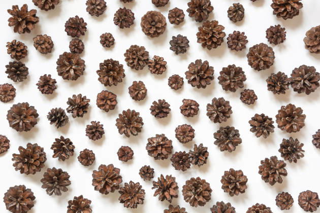 Tannenzapfen auf weißem Hintergrund. Winter- und Herbstmotiv. Pine cone on white background. Winter and fall concept. Top view. (License=RF) Copyright: xZoonar.com SvetlanaxLazhkox 25244881