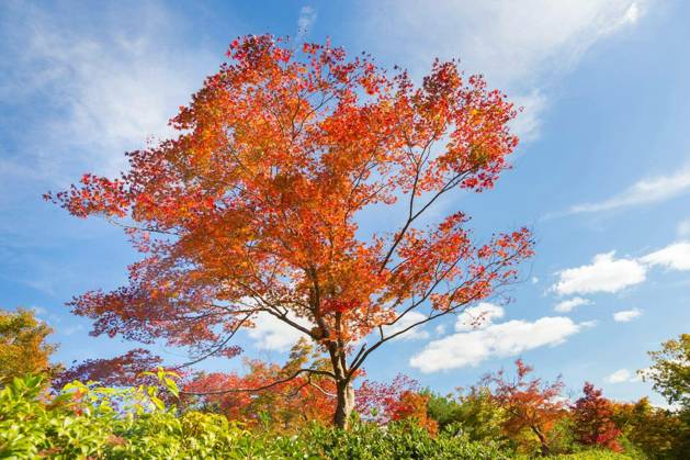Beautiful red tree in fall with bright blue sky. Copyright: xkastox Panthermedia73477850.jpg