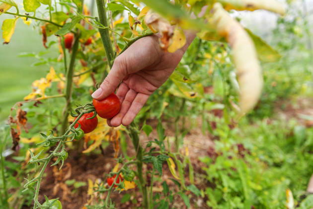 Konzept für Gartenbau und Landwirtschaft. Landarbeiterin, die frische, reife Bio-Tomaten von Hand pflückt. Gewächshausanbau. Gemüseanbau. Tomatenanbau im Gewächshaus. Gardening and agriculture concept. Woman farm worker hand picking fresh ripe organic tomatoes. Greenhouse produce. Vegetable food production. Tomato growing in greenhouse (License=RF) Copyright: xZoonar.com IuliiaxZavalishinax 25274921