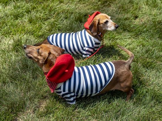 July 12, 2026, New York, New York, USA: Dachshunds at New York City s largest public Bastille Day celebration hosted by.L Alliance New York took place on Madison Ave with a massive block.party with gourmet and lifestyle vendors, classic Citroens, a dog parade and a .monumental street Goose Game. New York USA - ZUMAh156 20260712_znp_h156_005 Copyright: xMiloxHessx