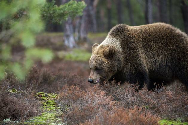 big female of brown bear (Ursus arctos) in winter forest, Europe, Czech republic Copyright: xartushx Panthermedia73689162.jpg