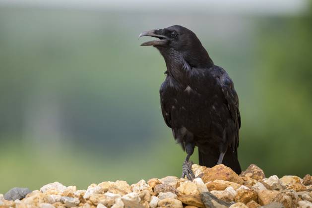 corvus corax, kolkrabe, raven, birds, corvidae family of birds, passeri, rabenvögel, singvögel, songbirds, vögel Corvus corax, ravens, birds, corvidae family of birds, passeri, corvids, songbirds, songbirds, birds Copyright: imageBROKER FrankxLeo ibxfkl18354734.jpg
