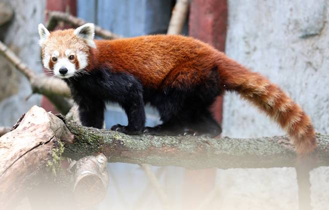 Thuringian Zoopark Erfurt, July 20, 2026, Erfurt, Thuringian Zoopark, Opening of the new enclosure for red pandas and porcupines; pictured: Lilli, a female panda, in her new home