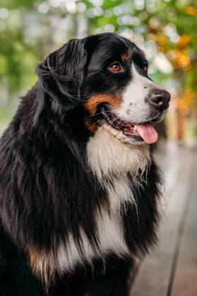 Happy Bernese Mountain Dog looking to the side Bar Harbor, Maine, United States CR_MJOR260715-2076996-01 ,model released, Symbolfoto ,property released
