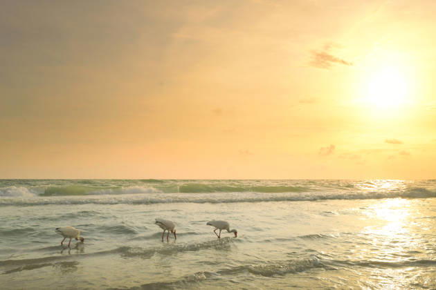 Three white ibis birds foraging during golden sunset Anna Maria, Florida, United States CR_JOKU260723A-2087110-01 ,model released, Symbolfoto ,property released