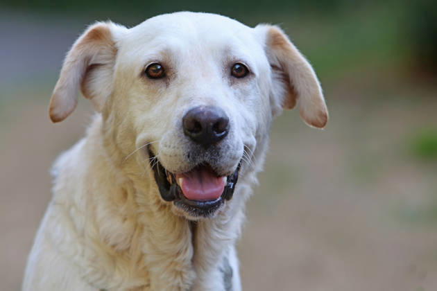 Popular Family Dogs: A light-colored Labrador—sometimes called blond —as a family dog