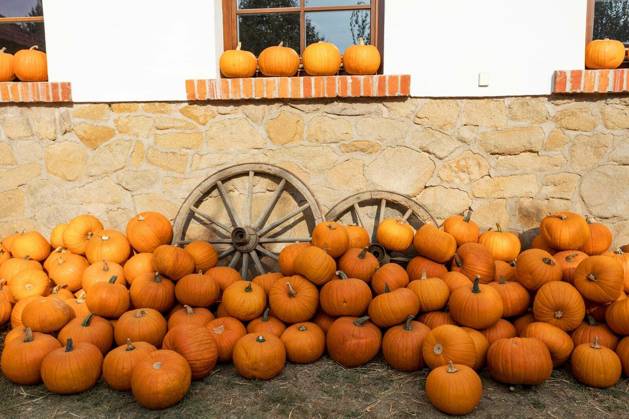 Orange harvested ripe pumpkins arranged on ground in farmhouse with old cartwheel, Rural countryside scene, Autumn Halloween decoration and still life. Copyright: xartushx Panthermedia74656574.jpg