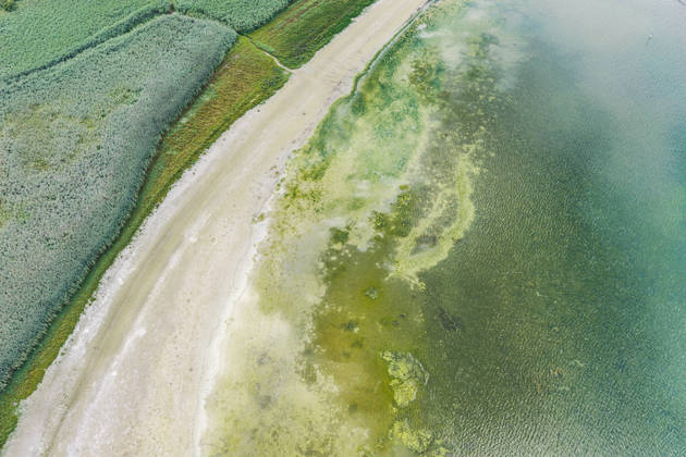The shore of Lake Constance near Moos with low water levels. Water levels have reached a record low due to the hot summer. In many harbors on the Untersee, there is hardly any water left. Moos is located on the shore of Lake Constance on the Höri Peninsula. August 6, 2026, Moos, Baden-Württemberg, Germany