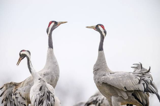 Vier Kraniche (Grus grus) mit ausgebreiteten Flügeln auf hellem Himmel, elegant und wachsam, Hornbörgassjön, Broddetorp, Västra Götalands län, Schweden Four cranes (Grus grus) with outstretched wings against a clear sky, elegant and alert, Hornbörgassjön, Broddetorp, Västra Götaland County, Sweden Copyright: imageBROKER C.Kosanetzky ibxkos17699761.jpg