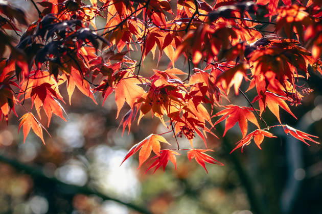 Vibrant red maple leaves glowing in sunlight Dayton, Maryland, United States R_JENE260805-2096621-01 ,model released, Symbolfoto ,property released
