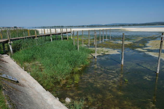 Low water levels on Lake Constance; reeds are growing in the Triboltingen, Switzerland, marina