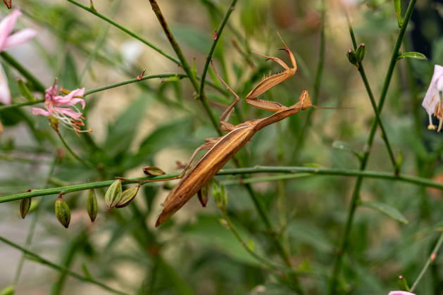 Praying Mantis Among Plants and Flowers, August 26, 2017, Limburg; stock photo, illustrative image, symbolic image, illustrative photo, Everyday scene: A European praying mantis (Mantis religiosa) sits among green plants and flowers. The brown-colored mantis is well camouflaged among t Copyright: x xW2Artx xThorstenxWagnerx
