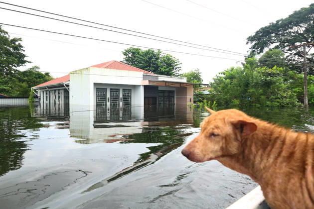 August 20, 2026, Ngathaingchaung, Ayeyarwady Region, Myanmar: Rescue team members save a dog from floodwaters in Ngathaingchaung Township, Ayeyarwady Region, Myanmar..In Laymyethna Township, Ayeyarwady Region, the Ngawun River embankment collapsed on July 31, leaving nearby towns including Hinthada, Yegyi, Ngathaingchaung, Kyonpyaw and Kyaunggon still inundated for three weeks, affecting tens of thousands of people, officials said. Ngathaingchaung Myanmar - ZUMAn324 20260820_zip_n324_007 Copyright: xAyexMyaxNaingx