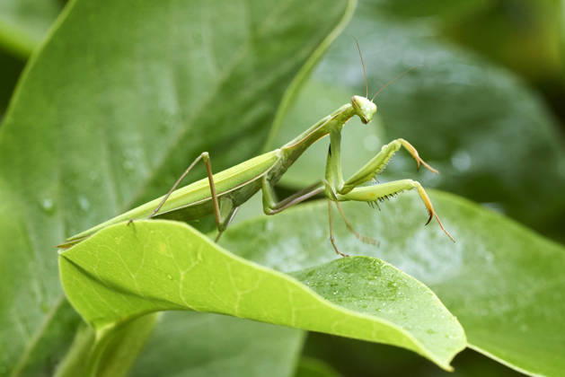 Eine weibliche Europäische Gottesanbeterin (Mantis religiosa) sitzt am 18.08.2026 auf einem Blatt einer Magnolie (Magnolia) in Bad Sachsa im Landkreis Göttingen in Niedersachsen, Deutschland. A female mantis on a leaf of a magnolia on 18th of August 2026 in Bad Sachsa county Goettingen in lower saxony, Germany