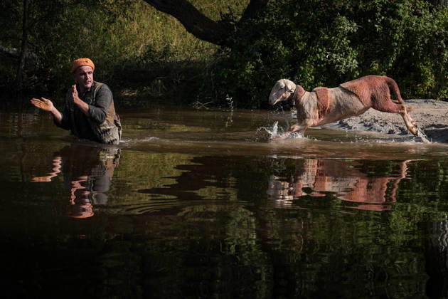 Shepherds and adorned sheep compete in Turkiye s 853-year-old river crossing contest DENIZLI, TURKIYE - AUGUST 23: Shepherds guide their sheep to cross the Buyuk Menderes River during the 853-year-old traditional Sheep Crossing Water Contest in the Cal district of Denizli, Turkiye on August 23, 2026. This year s historic event saw 47 shepherds with 63 flocks participating from surrounding districts. Waiting their turn since sunrise, the shepherds led their painted and decorated leader sheep ( elci ) to guide the rest of the flock across the river. Mahmut Serdar Alakus Anadolu Denizli Turkey. Editorial use only. Please get in touch for any other usage. Copyright: x2026xAnadoluxMahmutxSerdarxAlakusx