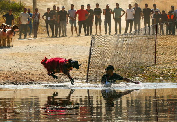 Shepherds and adorned sheep compete in Turkiye s 853-year-old river crossing contest DENIZLI, TURKIYE - AUGUST 23: Shepherds guide their sheep to cross the Buyuk Menderes River during the 853-year-old traditional Sheep Crossing Water Contest in the Cal district of Denizli, Turkiye on August 23, 2026. This year s historic event saw 47 shepherds with 63 flocks participating from surrounding districts. Waiting their turn since sunrise, the shepherds led their painted and decorated leader sheep ( elci ) to guide the rest of the flock across the river. Mahmut Serdar Alakus Anadolu Denizli Turkey. Editorial use only. Please get in touch for any other usage. Copyright: x2026xAnadoluxMahmutxSerdarxAlakusx