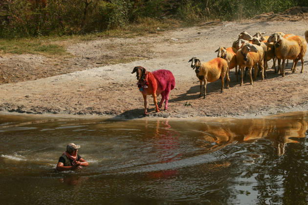 Shepherds and adorned sheep compete in Turkiye s 853-year-old river crossing contest DENIZLI, TURKIYE - AUGUST 23: Shepherds guide their sheep to cross the Buyuk Menderes River during the 853-year-old traditional Sheep Crossing Water Contest in the Cal district of Denizli, Turkiye on August 23, 2026. This year s historic event saw 47 shepherds with 63 flocks participating from surrounding districts. Waiting their turn since sunrise, the shepherds led their painted and decorated leader sheep ( elci ) to guide the rest of the flock across the river. Mahmut Serdar Alakus Anadolu Denizli Turkey. Editorial use only. Please get in touch for any other usage. Copyright: x2026xAnadoluxMahmutxSerdarxAlakusx