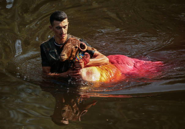 Shepherds and adorned sheep compete in Turkiye s 853-year-old river crossing contest DENIZLI, TURKIYE - AUGUST 23: Shepherds guide their sheep to cross the Buyuk Menderes River during the 853-year-old traditional Sheep Crossing Water Contest in the Cal district of Denizli, Turkiye on August 23, 2026. This year s historic event saw 47 shepherds with 63 flocks participating from surrounding districts. Waiting their turn since sunrise, the shepherds led their painted and decorated leader sheep ( elci ) to guide the rest of the flock across the river. Mahmut Serdar Alakus Anadolu Denizli Turkey. Editorial use only. Please get in touch for any other usage. Copyright: x2026xAnadoluxMahmutxSerdarxAlakusx