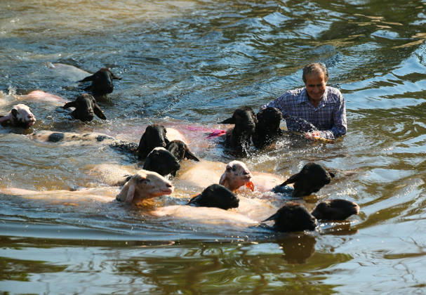 Shepherds and adorned sheep compete in Turkiye s 853-year-old river crossing contest DENIZLI, TURKIYE - AUGUST 23: Shepherds guide their sheep to cross the Buyuk Menderes River during the 853-year-old traditional Sheep Crossing Water Contest in the Cal district of Denizli, Turkiye on August 23, 2026. This year s historic event saw 47 shepherds with 63 flocks participating from surrounding districts. Waiting their turn since sunrise, the shepherds led their painted and decorated leader sheep ( elci ) to guide the rest of the flock across the river. Mahmut Serdar Alakus Anadolu Denizli Turkey. Editorial use only. Please get in touch for any other usage. Copyright: x2026xAnadoluxMahmutxSerdarxAlakusx