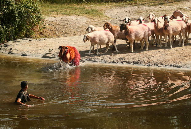 Shepherds and adorned sheep compete in Turkiye s 853-year-old river crossing contest DENIZLI, TURKIYE - AUGUST 23: Shepherds guide their sheep to cross the Buyuk Menderes River during the 853-year-old traditional Sheep Crossing Water Contest in the Cal district of Denizli, Turkiye on August 23, 2026. This year s historic event saw 47 shepherds with 63 flocks participating from surrounding districts. Waiting their turn since sunrise, the shepherds led their painted and decorated leader sheep ( elci ) to guide the rest of the flock across the river. Mahmut Serdar Alakus Anadolu Denizli Turkey. Editorial use only. Please get in touch for any other usage. Copyright: x2026xAnadoluxMahmutxSerdarxAlakusx