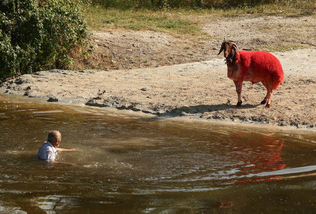 Shepherds and adorned sheep compete in Turkiye s 853-year-old river crossing contest DENIZLI, TURKIYE - AUGUST 23: Shepherds guide their sheep to cross the Buyuk Menderes River during the 853-year-old traditional Sheep Crossing Water Contest in the Cal district of Denizli, Turkiye on August 23, 2026. This year s historic event saw 47 shepherds with 63 flocks participating from surrounding districts. Waiting their turn since sunrise, the shepherds led their painted and decorated leader sheep ( elci ) to guide the rest of the flock across the river. Mahmut Serdar Alakus Anadolu Denizli Turkey. Editorial use only. Please get in touch for any other usage. Copyright: x2026xAnadoluxMahmutxSerdarxAlakusx