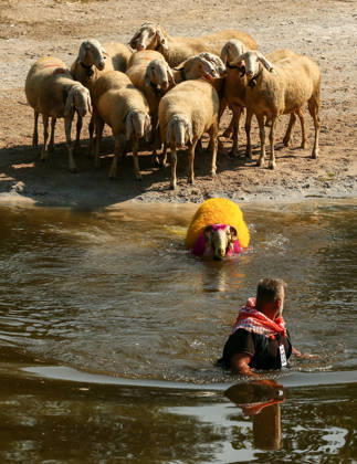 Shepherds and adorned sheep compete in Turkiye s 853-year-old river crossing contest DENIZLI, TURKIYE - AUGUST 23: Shepherds guide their sheep to cross the Buyuk Menderes River during the 853-year-old traditional Sheep Crossing Water Contest in the Cal district of Denizli, Turkiye on August 23, 2026. This year s historic event saw 47 shepherds with 63 flocks participating from surrounding districts. Waiting their turn since sunrise, the shepherds led their painted and decorated leader sheep ( elci ) to guide the rest of the flock across the river. Mahmut Serdar Alakus Anadolu Denizli Turkey. Editorial use only. Please get in touch for any other usage. Copyright: x2026xAnadoluxMahmutxSerdarxAlakusx