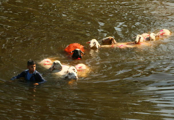 Shepherds and adorned sheep compete in Turkiye s 853-year-old river crossing contest DENIZLI, TURKIYE - AUGUST 23: Shepherds guide their sheep to cross the Buyuk Menderes River during the 853-year-old traditional Sheep Crossing Water Contest in the Cal district of Denizli, Turkiye on August 23, 2026. This year s historic event saw 47 shepherds with 63 flocks participating from surrounding districts. Waiting their turn since sunrise, the shepherds led their painted and decorated leader sheep ( elci ) to guide the rest of the flock across the river. Mahmut Serdar Alakus Anadolu Denizli Turkey. Editorial use only. Please get in touch for any other usage. Copyright: x2026xAnadoluxMahmutxSerdarxAlakusx